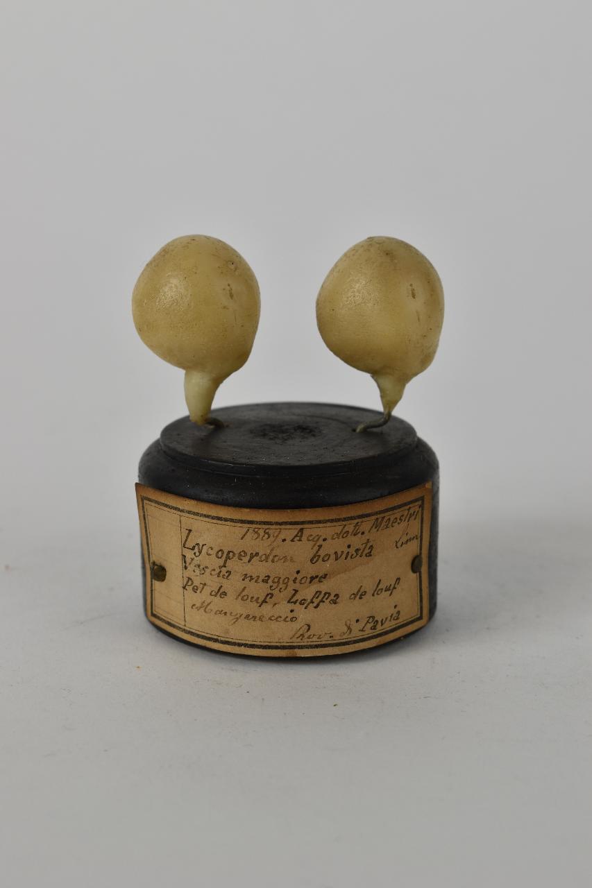 Modello di Maestri, Angelo - produzione ceroplastica ottocentesca (sec. XIX)