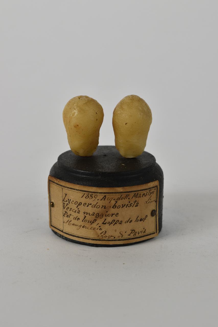 Modello di Maestri, Angelo - produzione ceroplastica ottocentesca (sec. XIX)
