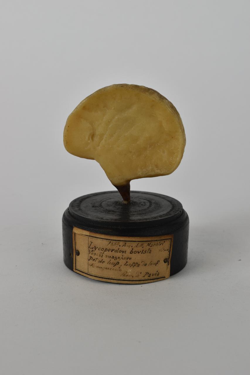 Modello di Maestri, Angelo - produzione ceroplastica ottocentesca (sec. XIX)