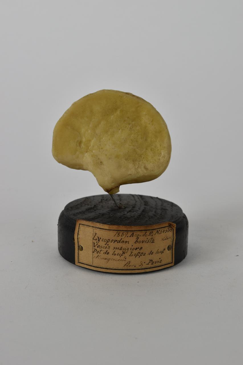 Modello di Maestri, Angelo - produzione ceroplastica ottocentesca (sec. XIX)