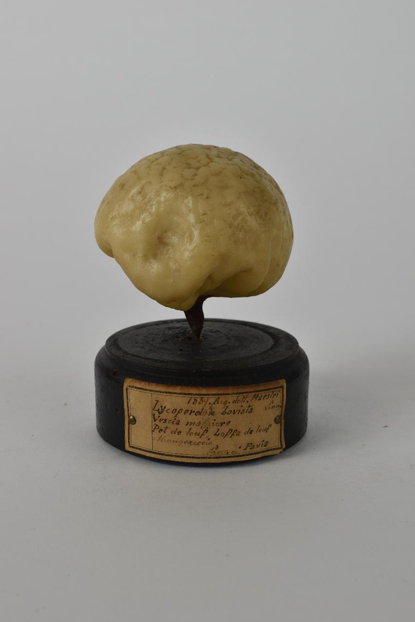 Modello di Maestri, Angelo - produzione ceroplastica ottocentesca (sec. XIX)