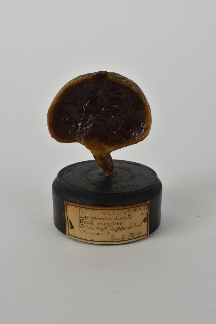 Modello di Maestri, Angelo - produzione ceroplastica ottocentesca (sec. XIX)