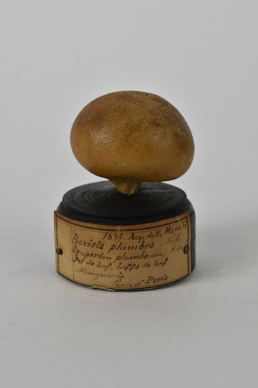Modello di Maestri, Angelo - produzione ceroplastica ottocentesca (sec. XIX)