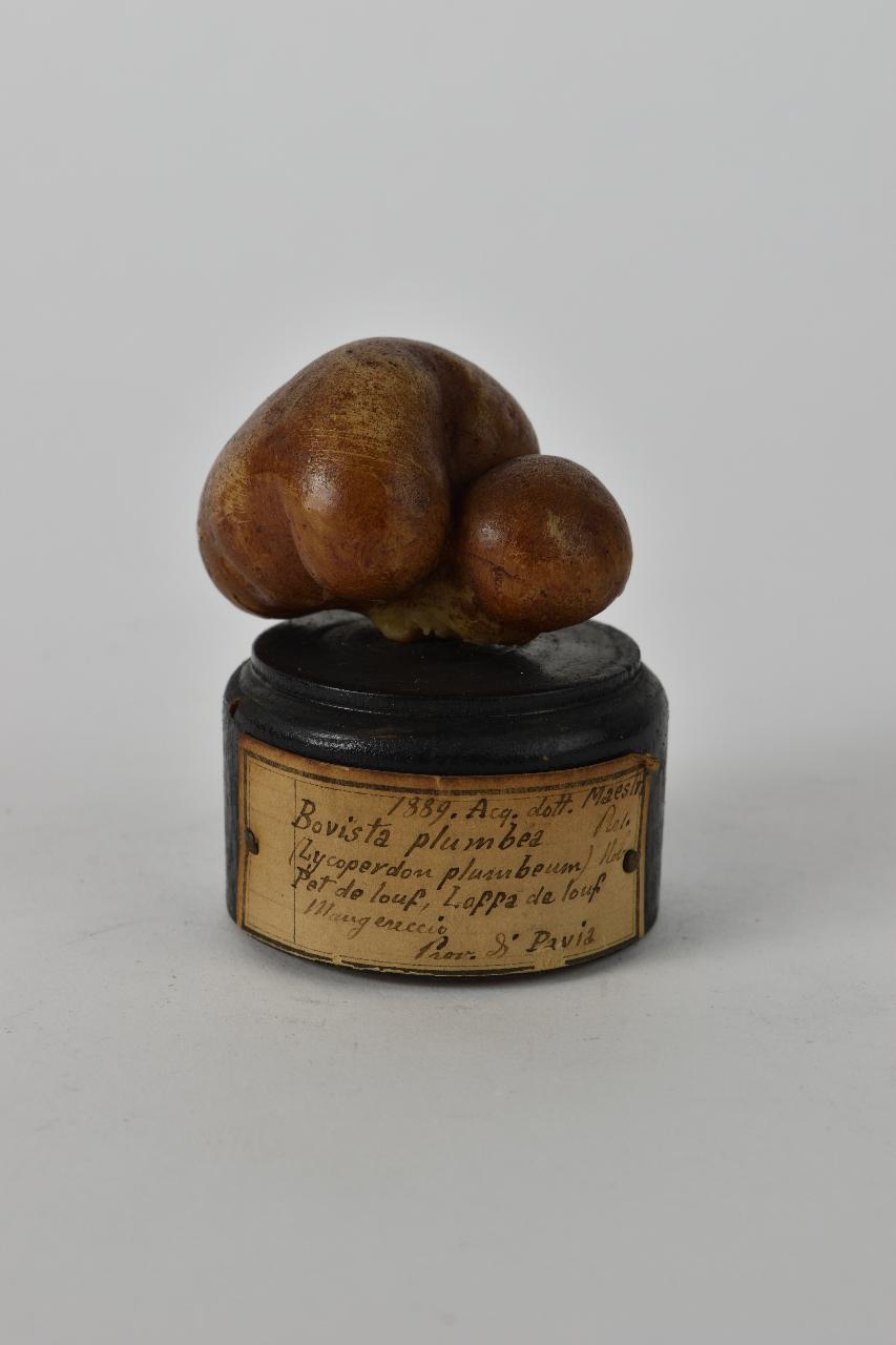 Modello di Maestri, Angelo - produzione ceroplastica ottocentesca (sec. XIX)