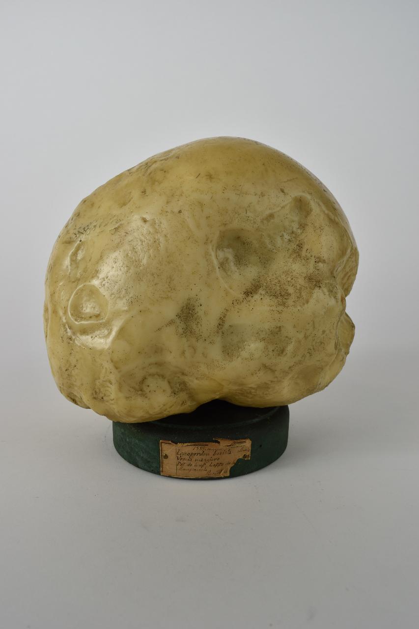 Modello di Maestri, Angelo - produzione ceroplastica ottocentesca (sec. XIX)