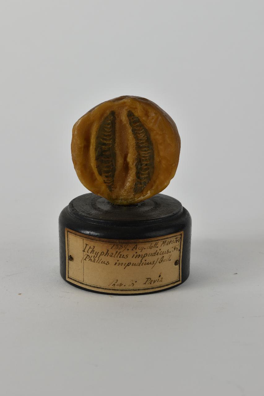 Modello di Maestri, Angelo - produzione ceroplastica ottocentesca (sec. XIX)