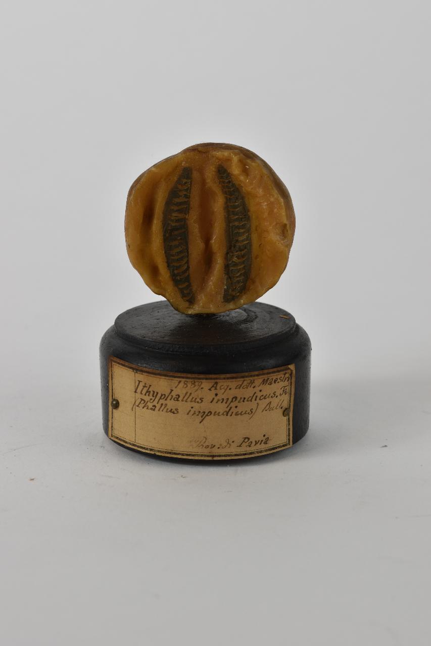 Modello di Maestri, Angelo - produzione ceroplastica ottocentesca (sec. XIX)