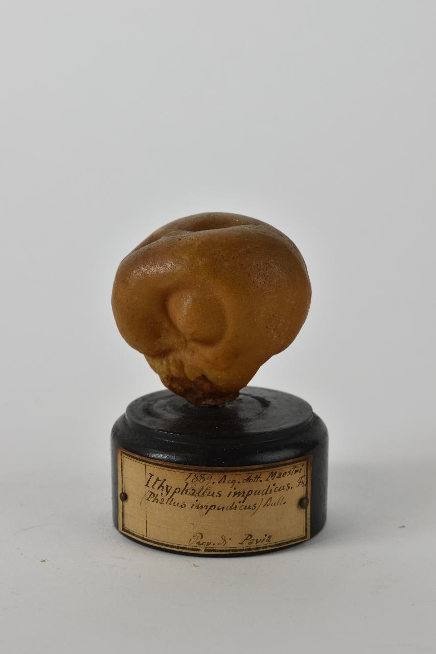 Modello di Maestri, Angelo - produzione ceroplastica ottocentesca (sec. XIX)