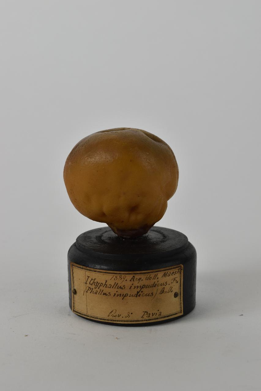 Modello di Maestri, Angelo - produzione ceroplastica ottocentesca (sec. XIX)