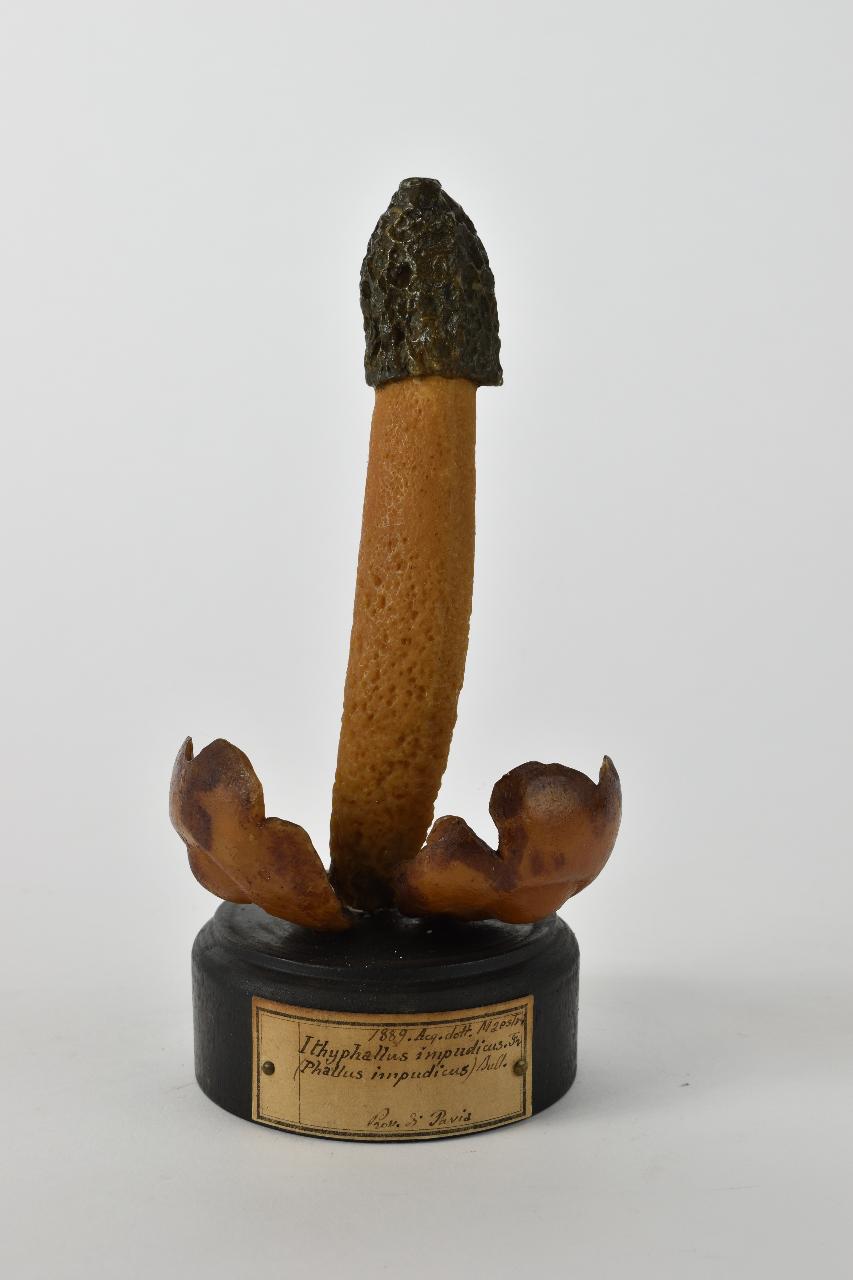 Modello di Maestri, Angelo - produzione ceroplastica ottocentesca (sec. XIX)