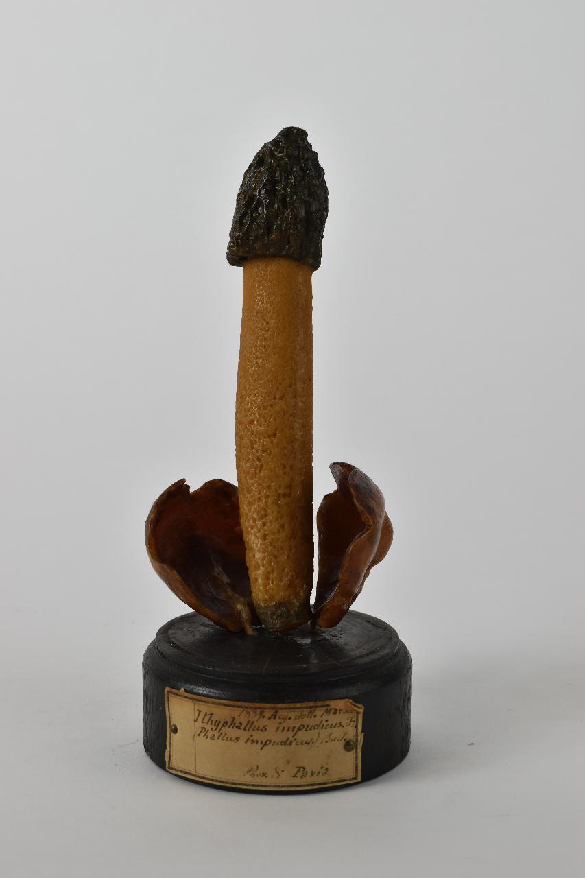 Modello di Maestri, Angelo - produzione ceroplastica ottocentesca (sec. XIX)