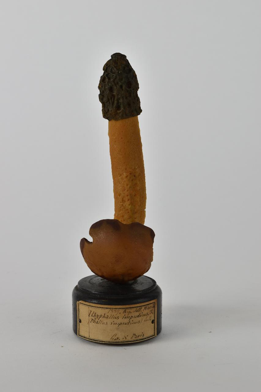 Modello di Maestri, Angelo - produzione ceroplastica ottocentesca (sec. XIX)