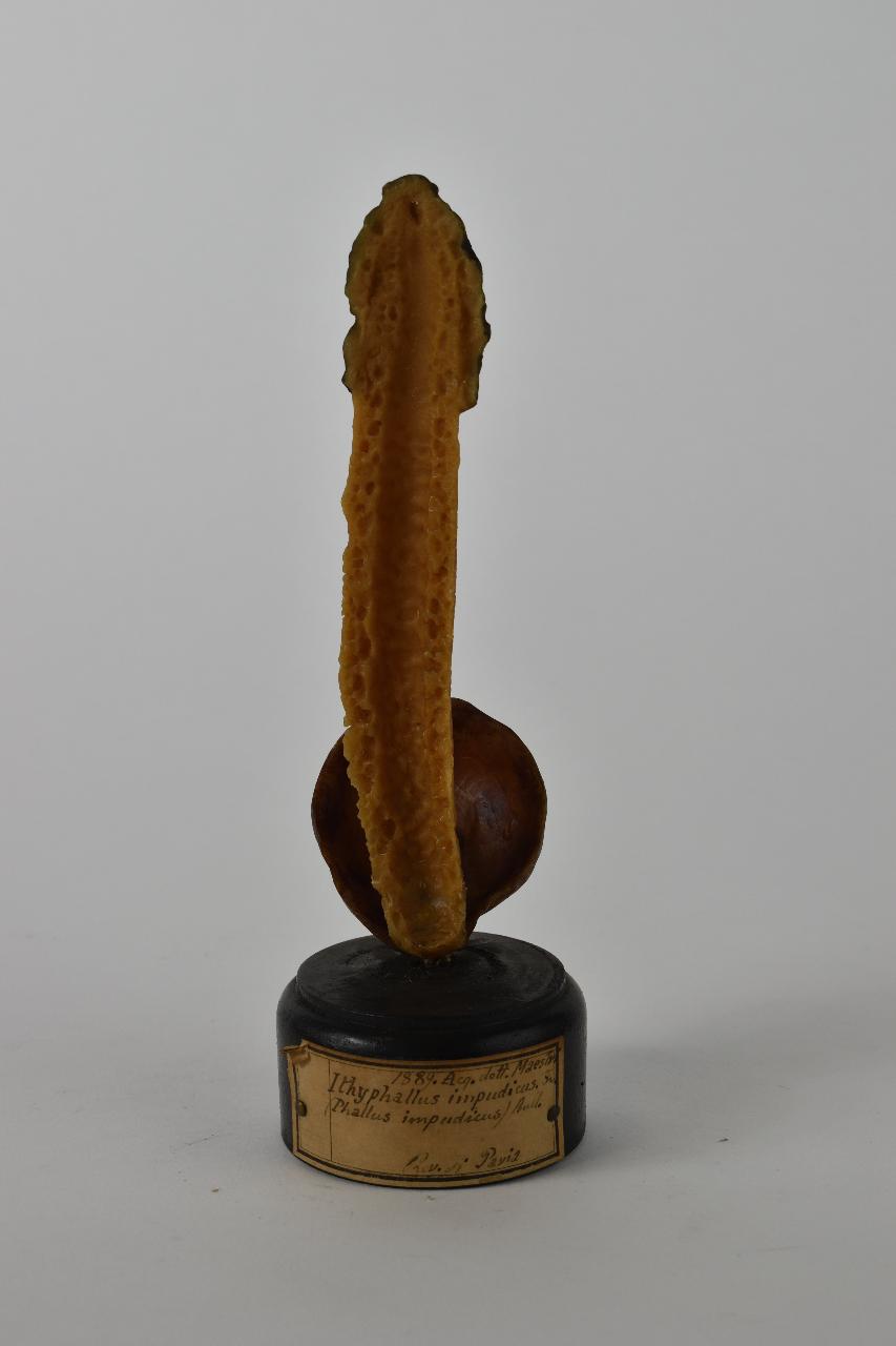 Modello di Maestri, Angelo - produzione ceroplastica ottocentesca (sec. XIX)