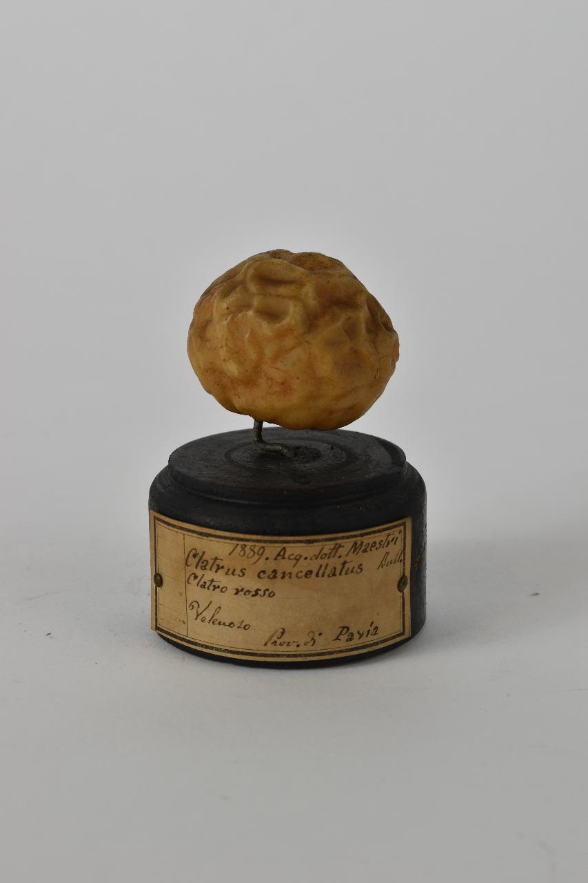 Modello di Maestri, Angelo - produzione ceroplastica ottocentesca (sec. XIX)