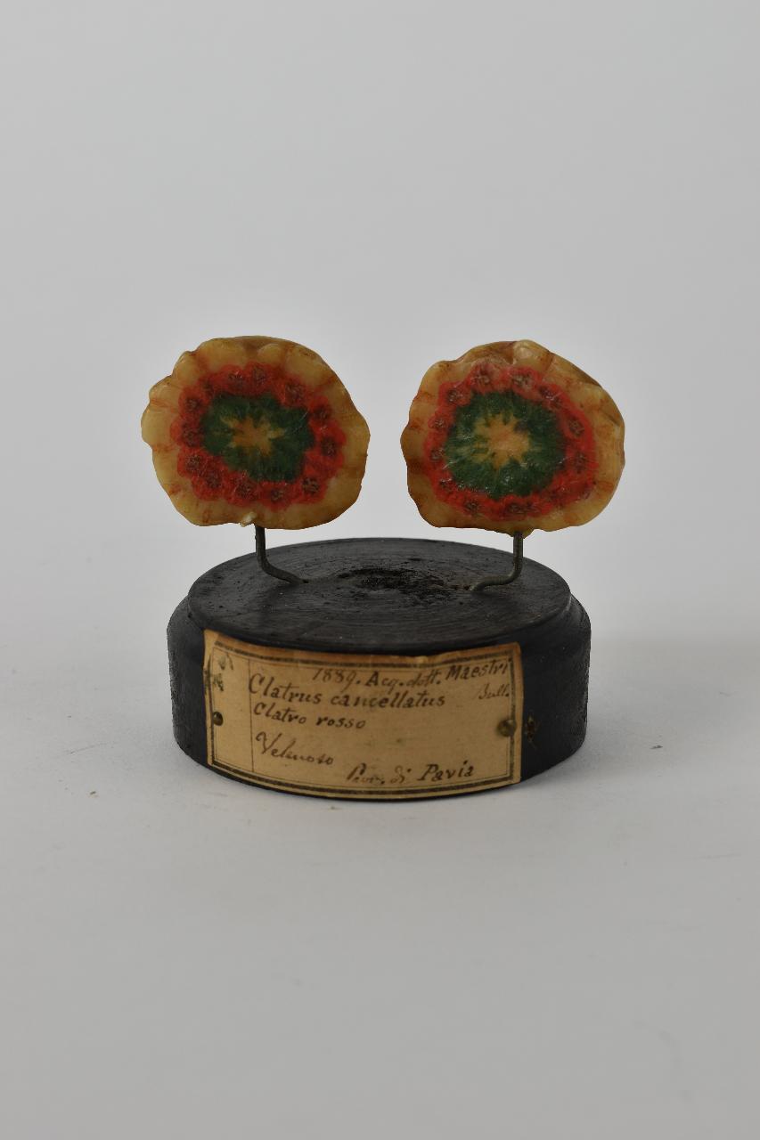 Modello di Maestri, Angelo - produzione ceroplastica ottocentesca (sec. XIX)