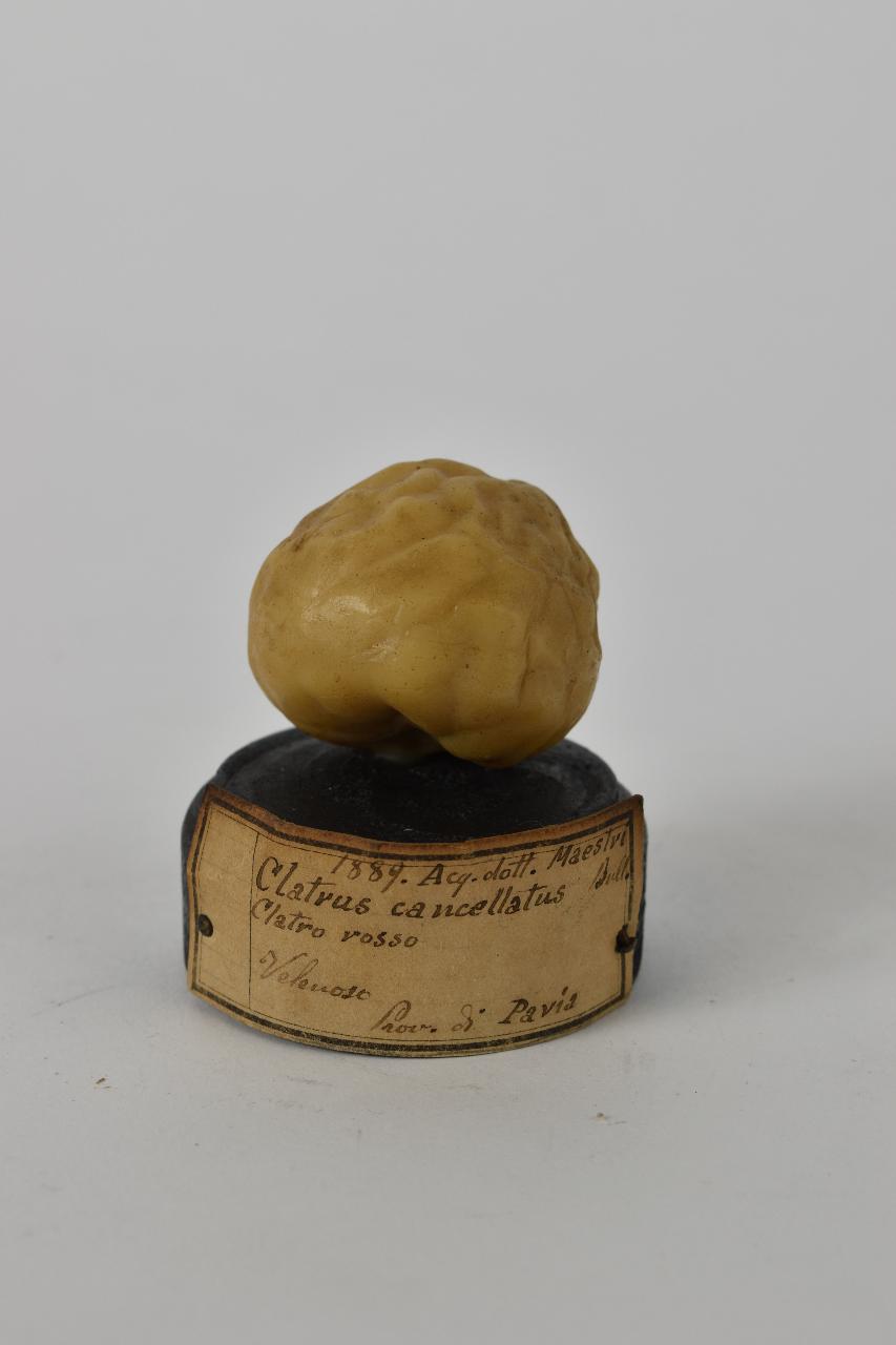 Modello di Maestri, Angelo - produzione ceroplastica ottocentesca (sec. XIX)
