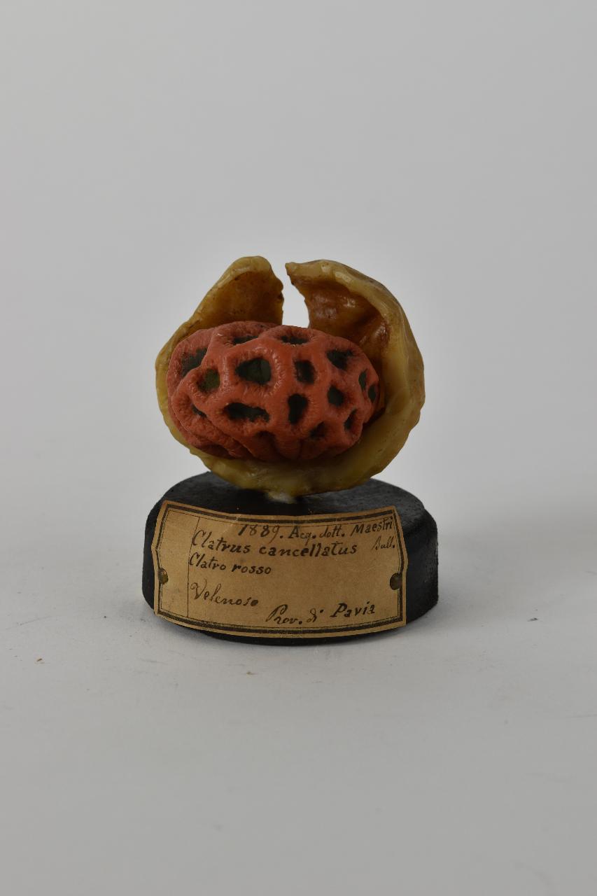Modello di Maestri, Angelo - produzione ceroplastica ottocentesca (sec. XIX)