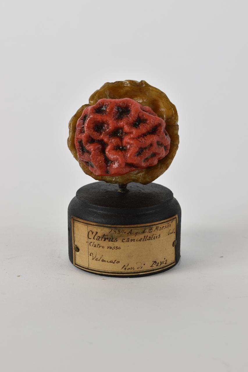 Modello di Maestri, Angelo - produzione ceroplastica ottocentesca (sec. XIX)