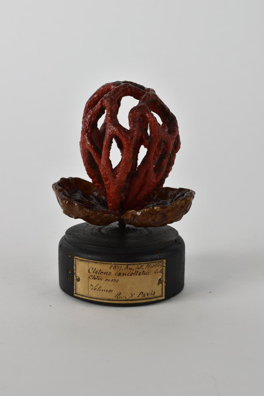 Modello di Maestri, Angelo - produzione ceroplastica ottocentesca (sec. XIX)
