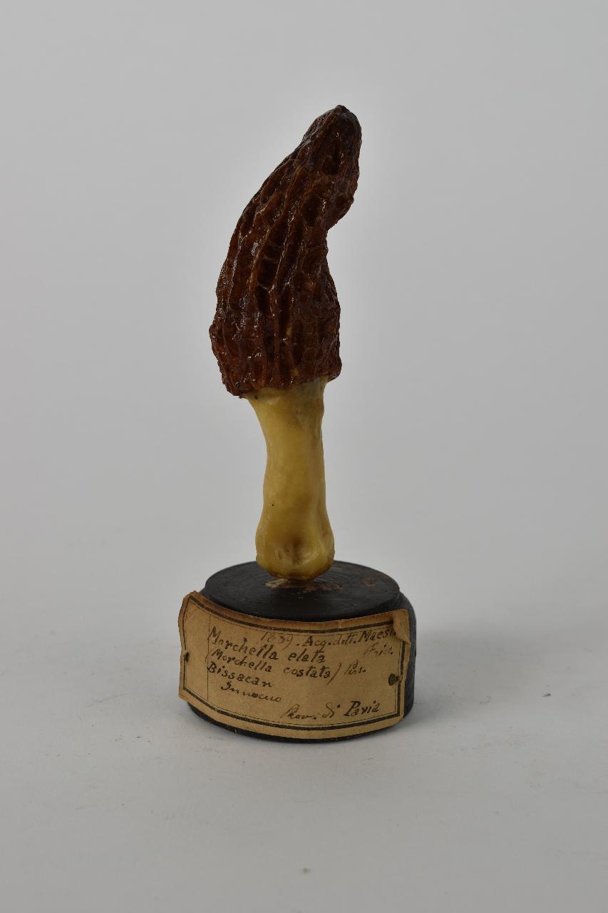 Modello di Maestri, Angelo - produzione ceroplastica ottocentesca (sec. XIX)