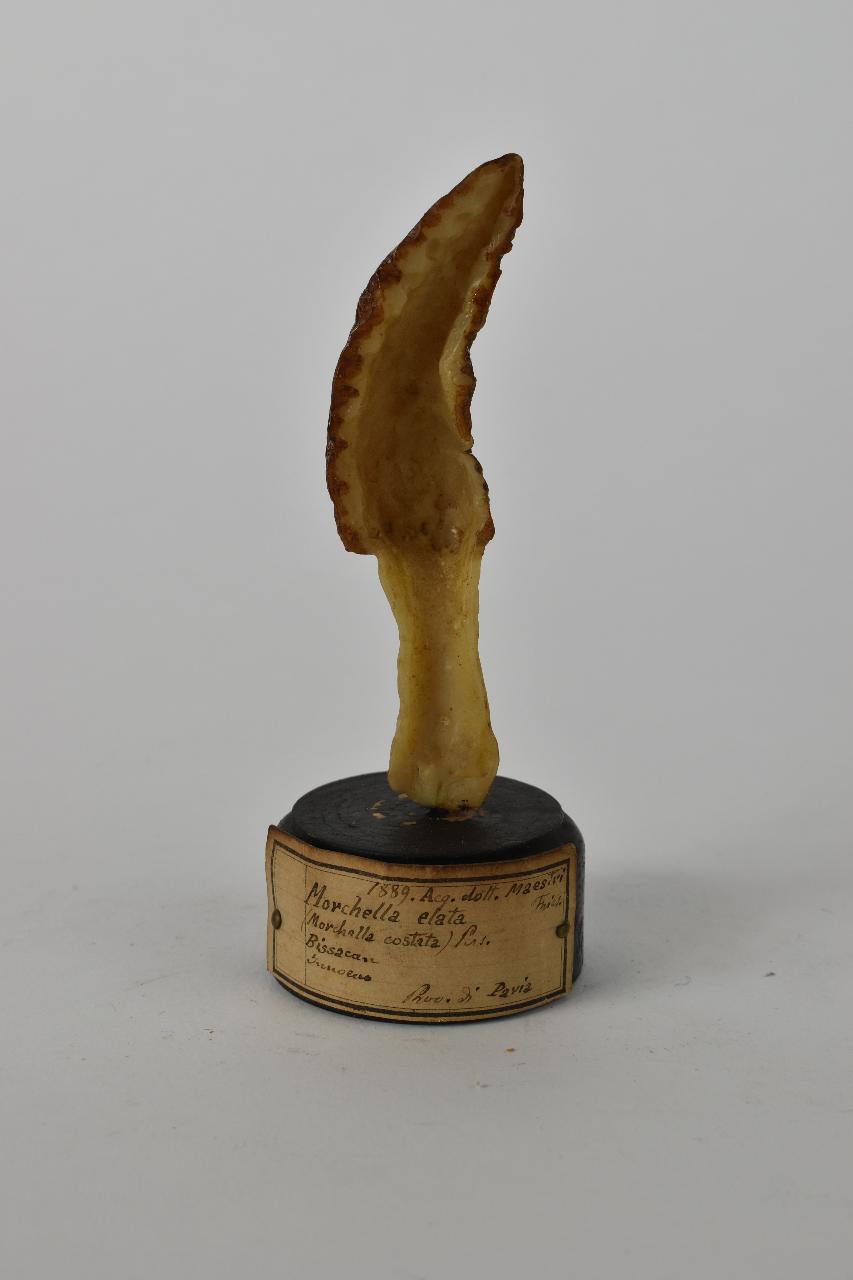 Modello di Maestri, Angelo - produzione ceroplastica ottocentesca (sec. XIX)