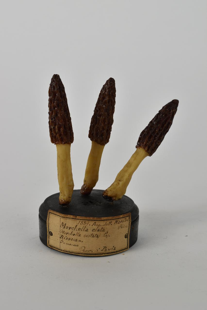 Modello di Maestri, Angelo - produzione ceroplastica ottocentesca (sec. XIX)