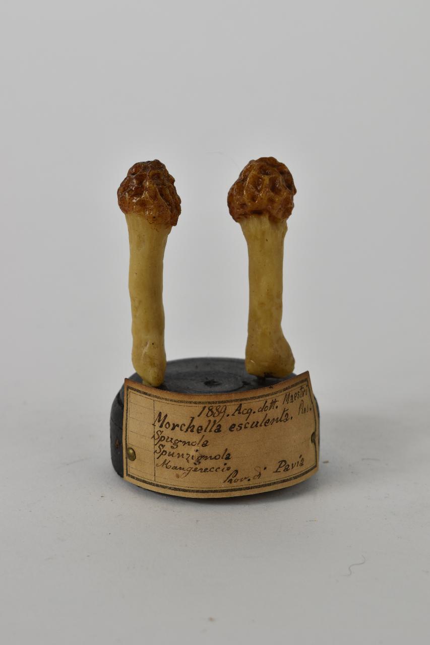 Modello di Maestri, Angelo - produzione ceroplastica ottocentesca (sec. XIX)