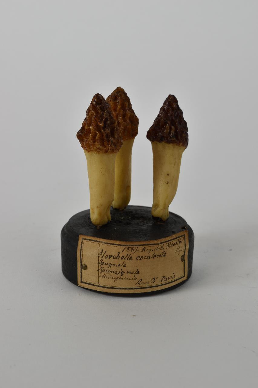 Modello di Maestri, Angelo - produzione ceroplastica ottocentesca (sec. XIX)
