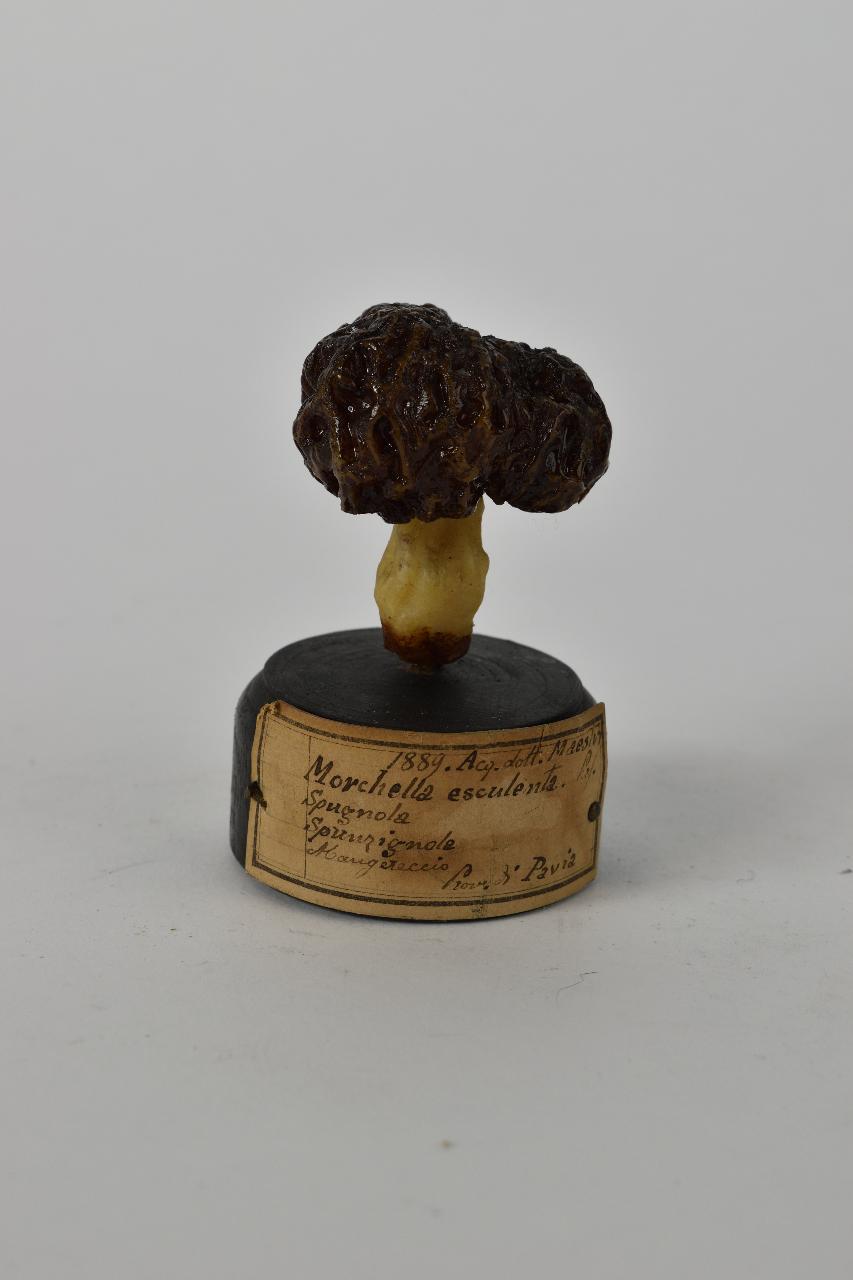 Modello di Maestri, Angelo - produzione ceroplastica ottocentesca (sec. XIX)