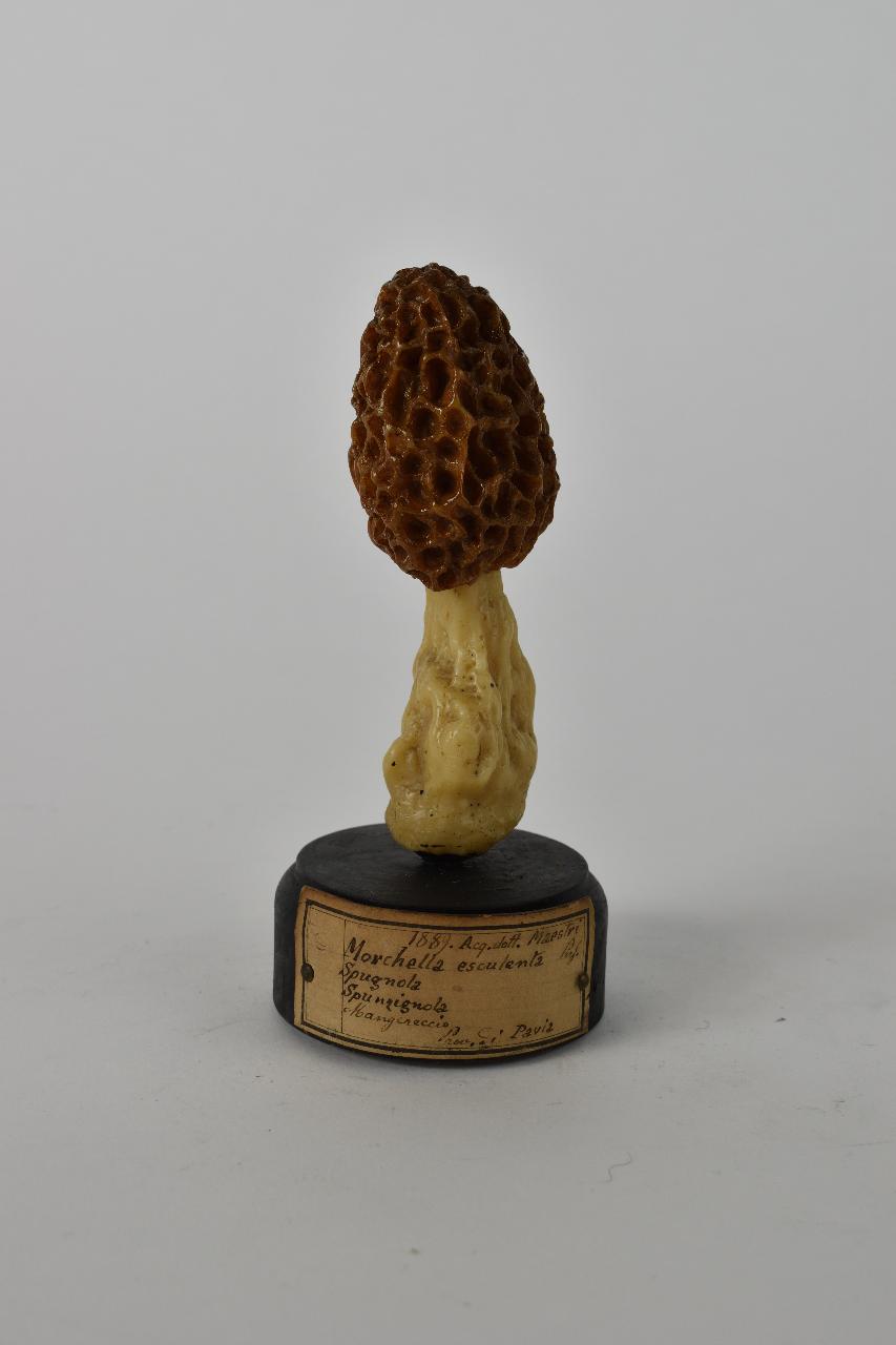 Modello di Maestri, Angelo - produzione ceroplastica ottocentesca (sec. XIX)
