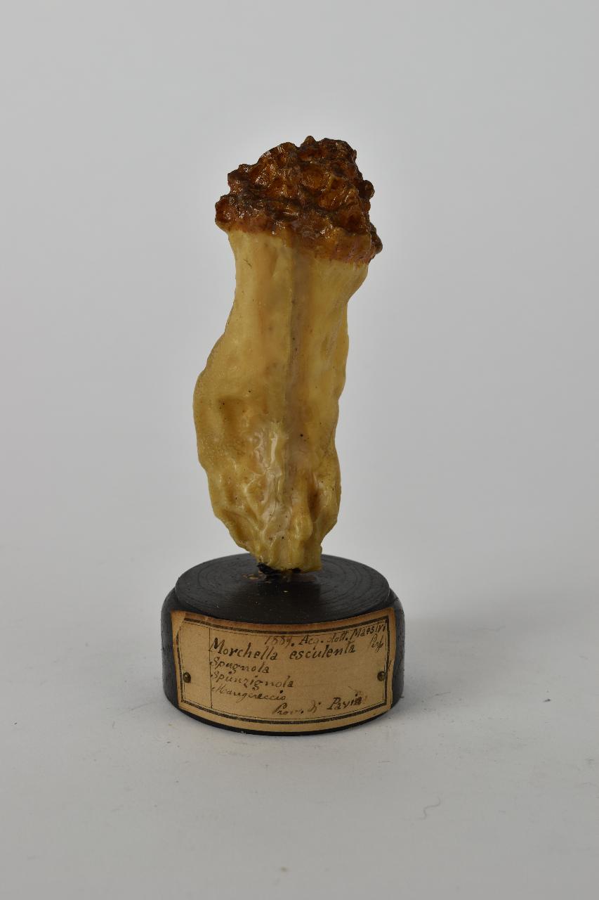 Modello di Maestri, Angelo - produzione ceroplastica ottocentesca (sec. XIX)