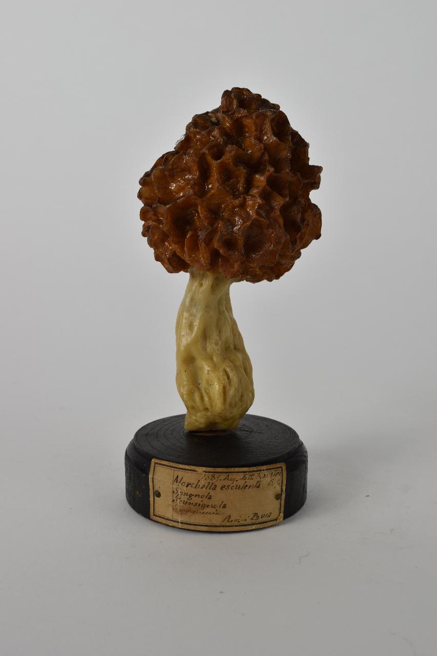 Modello di Maestri, Angelo - produzione ceroplastica ottocentesca (sec. XIX)
