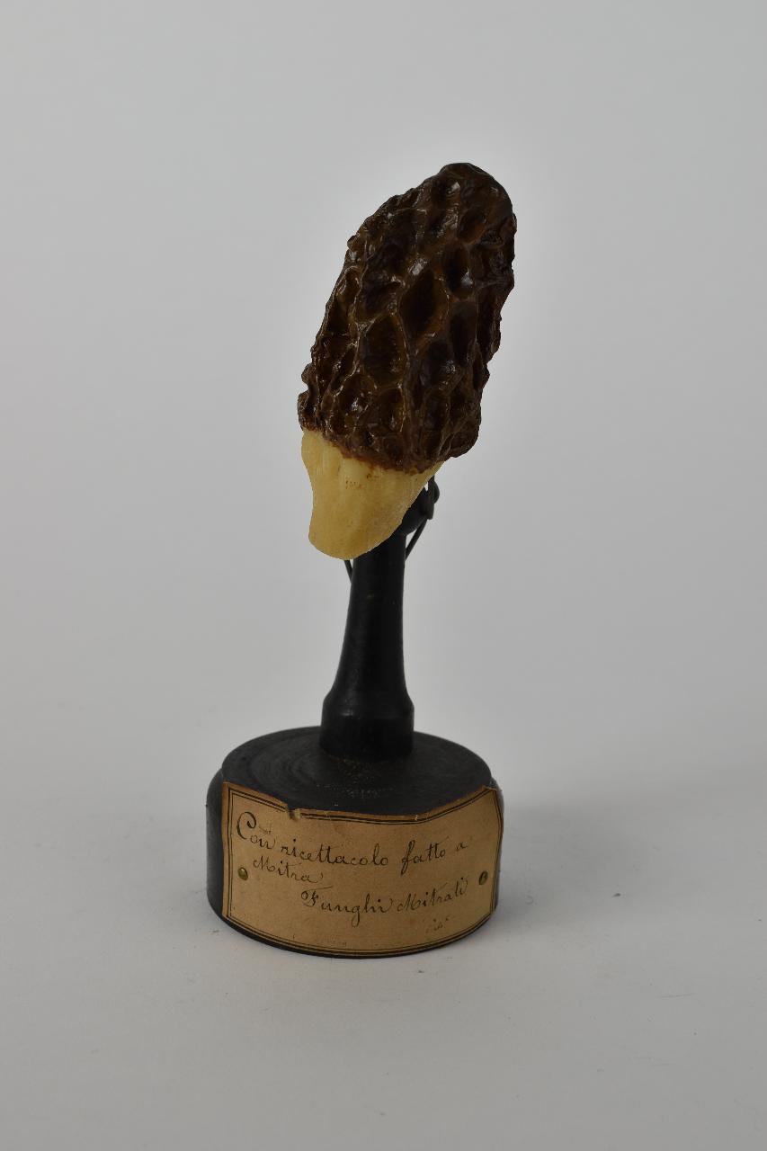 Modello di Maestri, Angelo - produzione ceroplastica ottocentesca (sec. XIX)