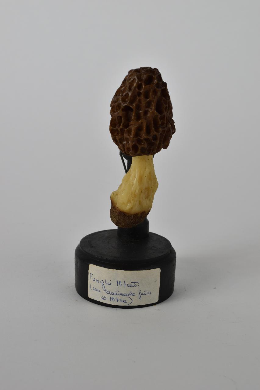 Modello di Maestri, Angelo - produzione ceroplastica ottocentesca (sec. XIX)