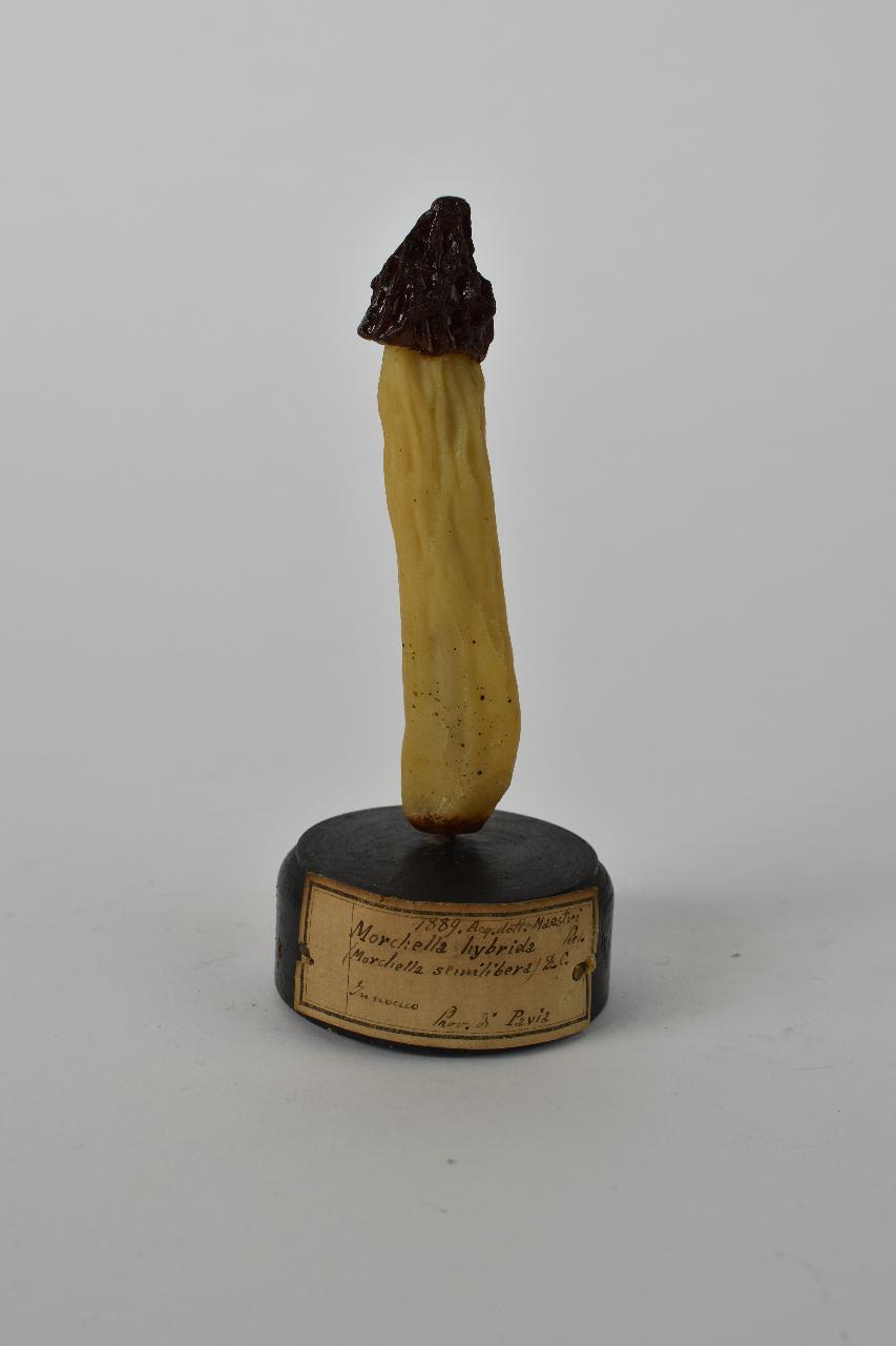 Modello di Maestri, Angelo - produzione ceroplastica ottocentesca (sec. XIX)