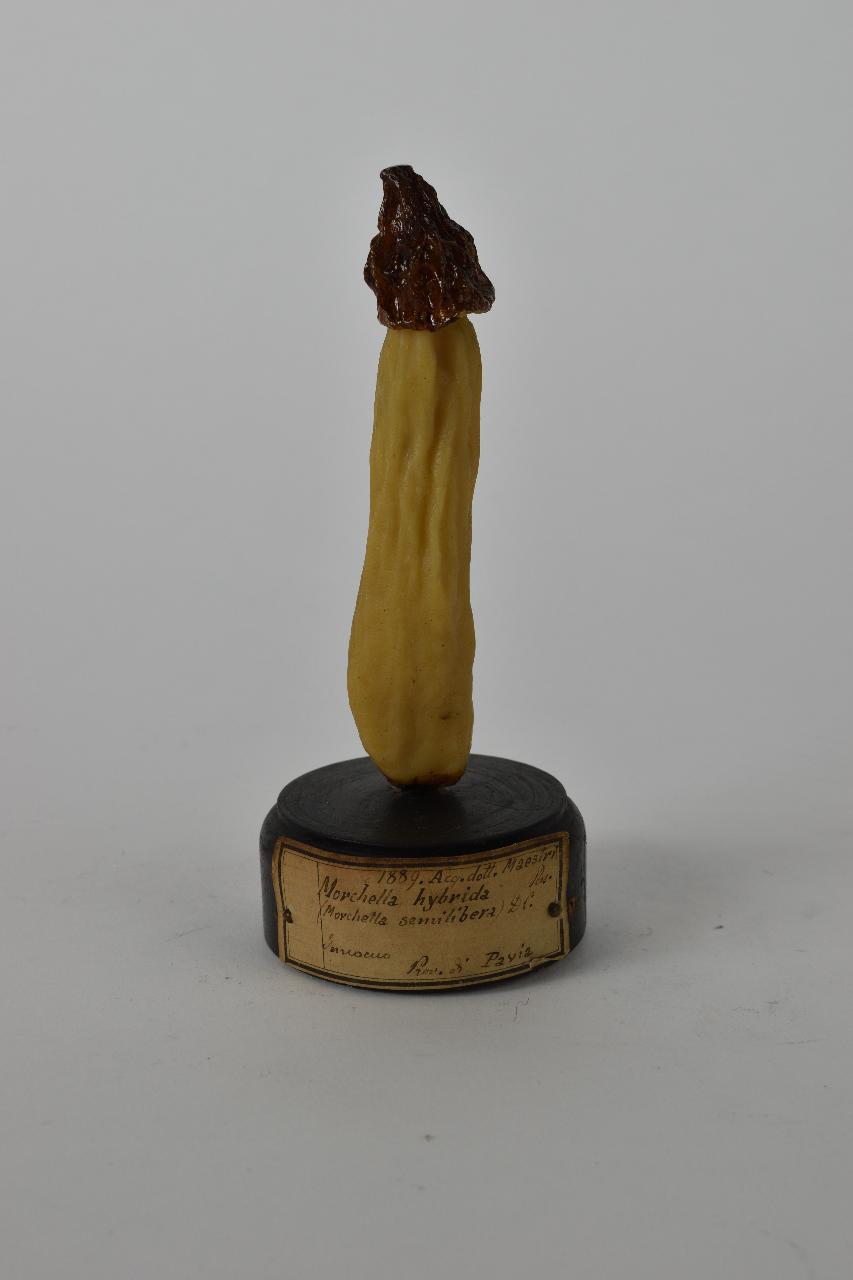 Modello di Maestri, Angelo - produzione ceroplastica ottocentesca (sec. XIX)