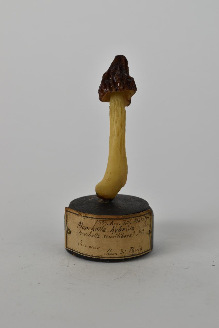 Modello di Maestri, Angelo - produzione ceroplastica ottocentesca (sec. XIX)