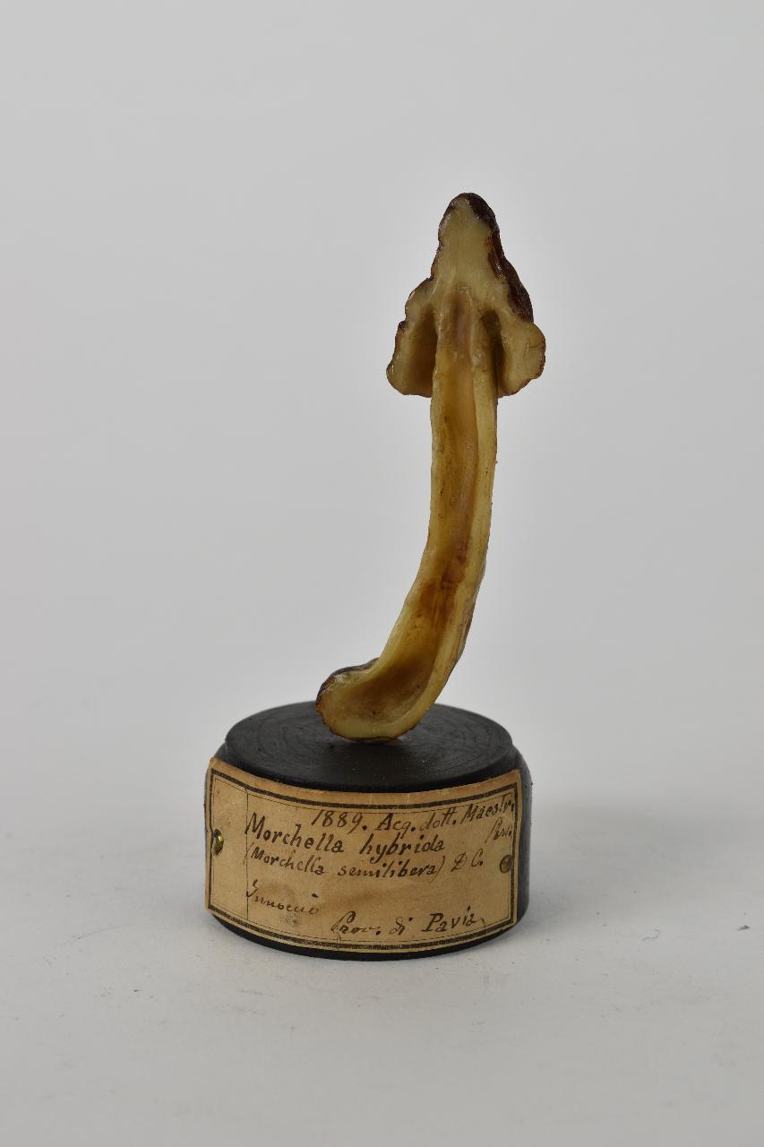 Modello di Maestri, Angelo - produzione ceroplastica ottocentesca (sec. XIX)