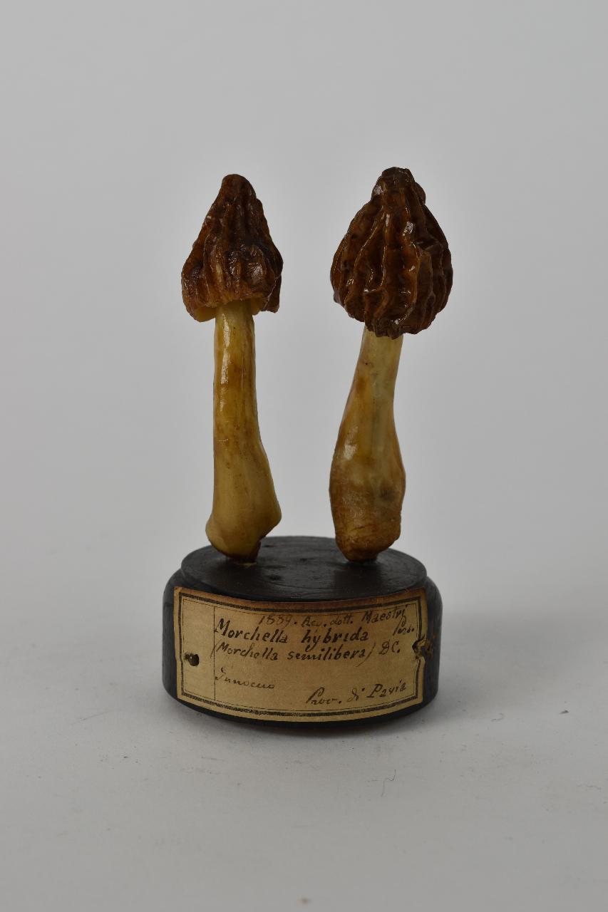 Modello di Maestri, Angelo - produzione ceroplastica ottocentesca (sec. XIX)