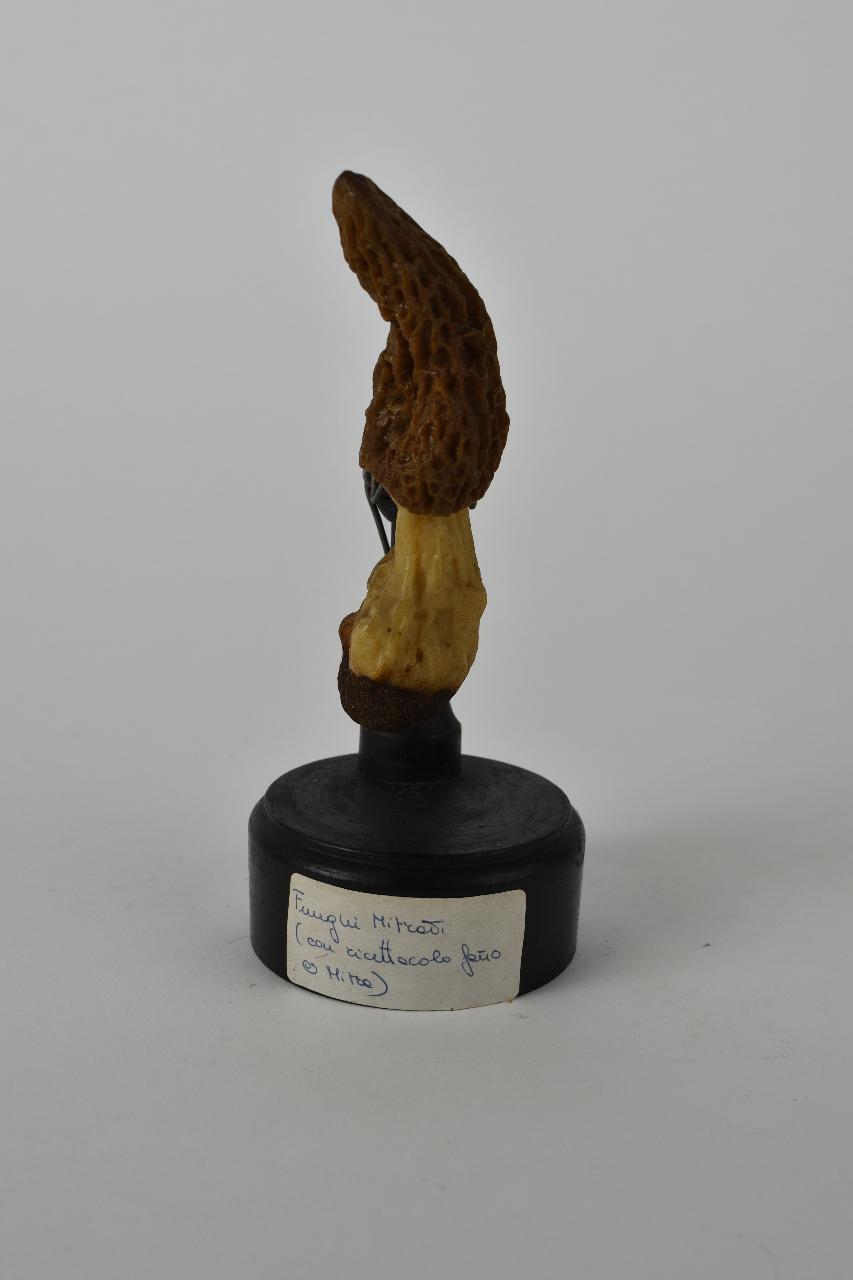Modello di Maestri, Angelo - produzione ceroplastica ottocentesca (sec. XIX)
