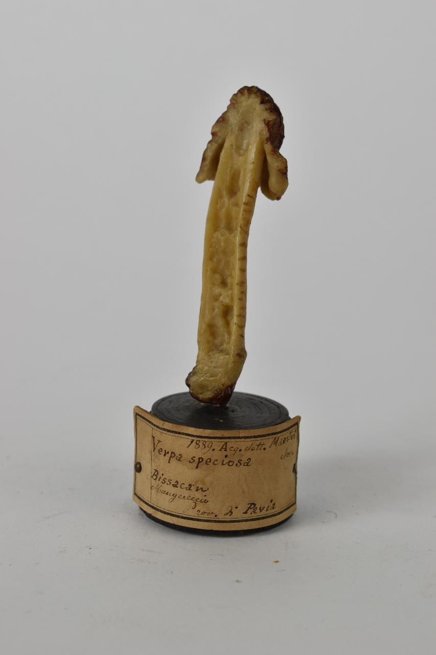 Modello di Maestri, Angelo - produzione ceroplastica ottocentesca (sec. XIX)