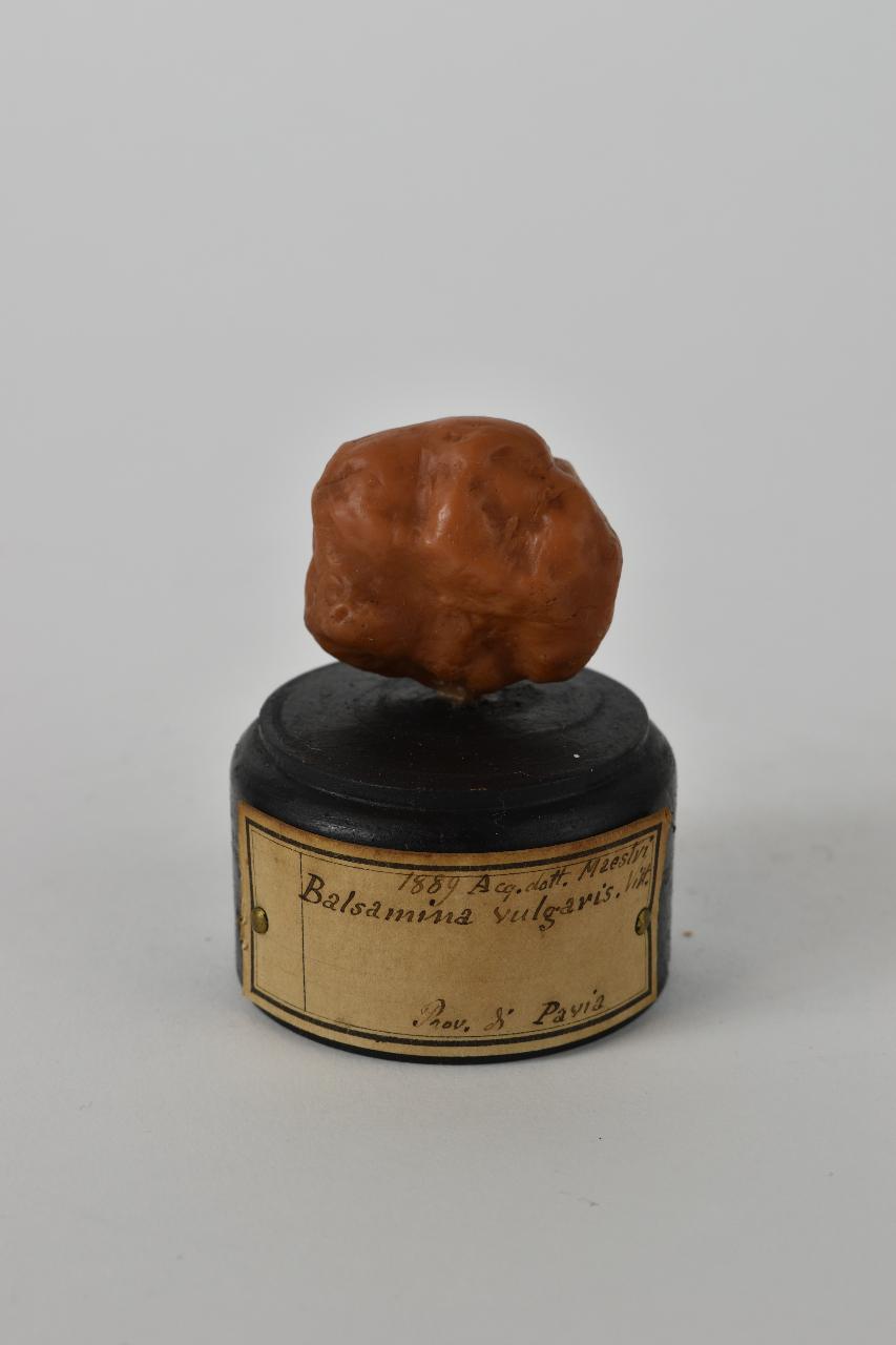 Modello di Maestri, Angelo - produzione ceroplastica ottocentesca (sec. XIX)