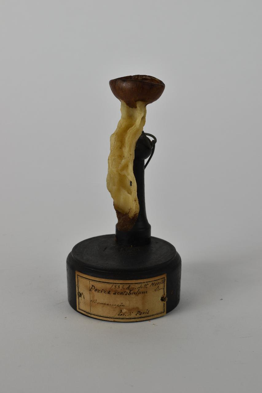 Modello di Maestri, Angelo - produzione ceroplastica ottocentesca (sec. XIX)