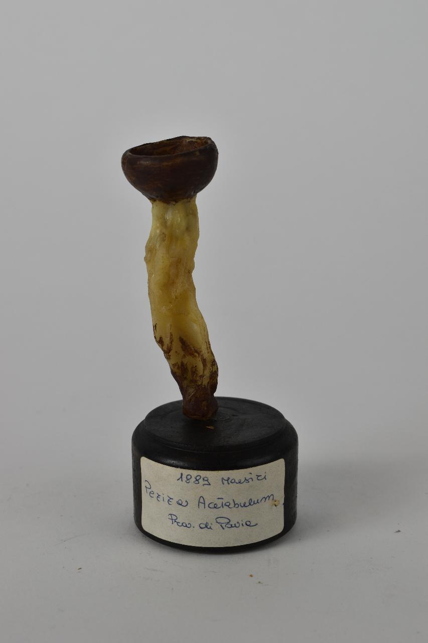 Modello di Maestri, Angelo - produzione ceroplastica ottocentesca (sec. XIX)