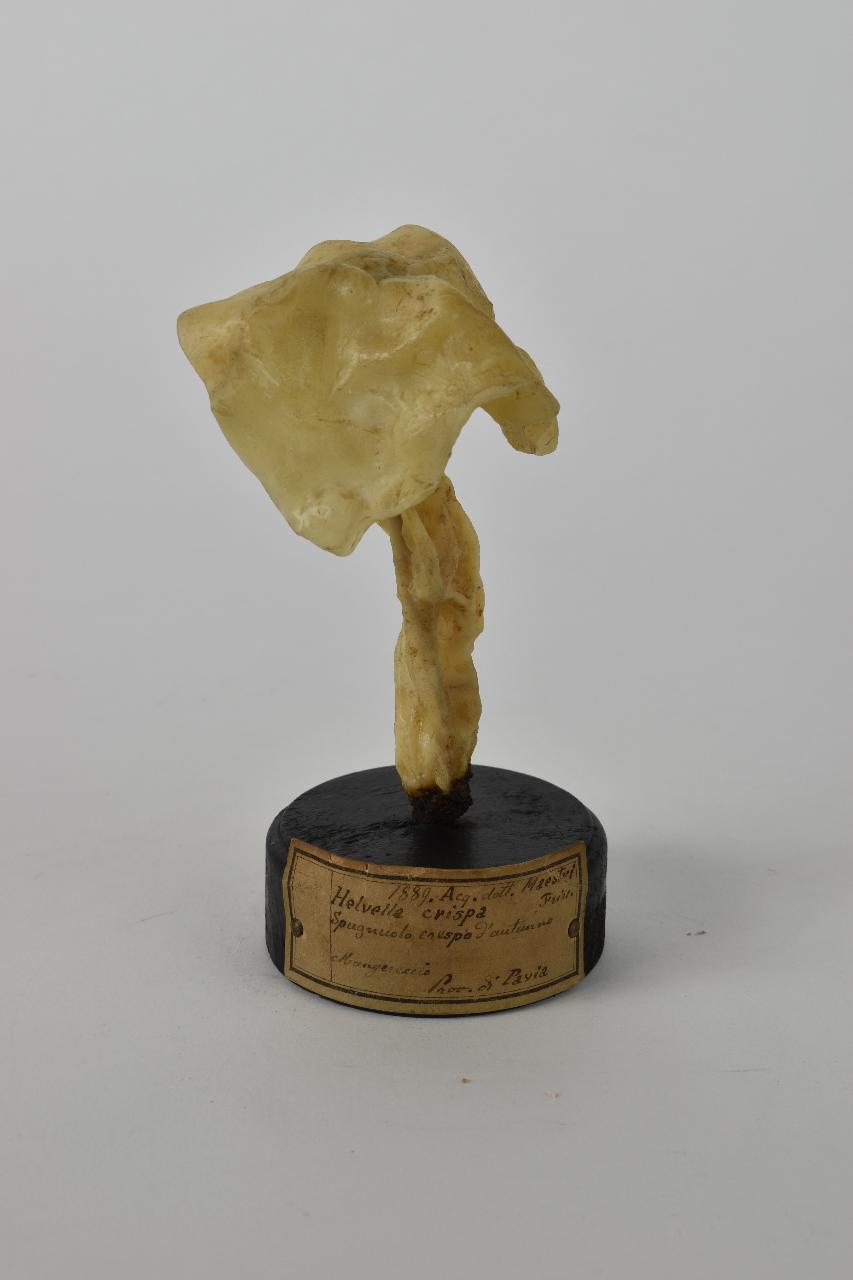 Modello di Maestri, Angelo - produzione ceroplastica ottocentesca (sec. XIX)