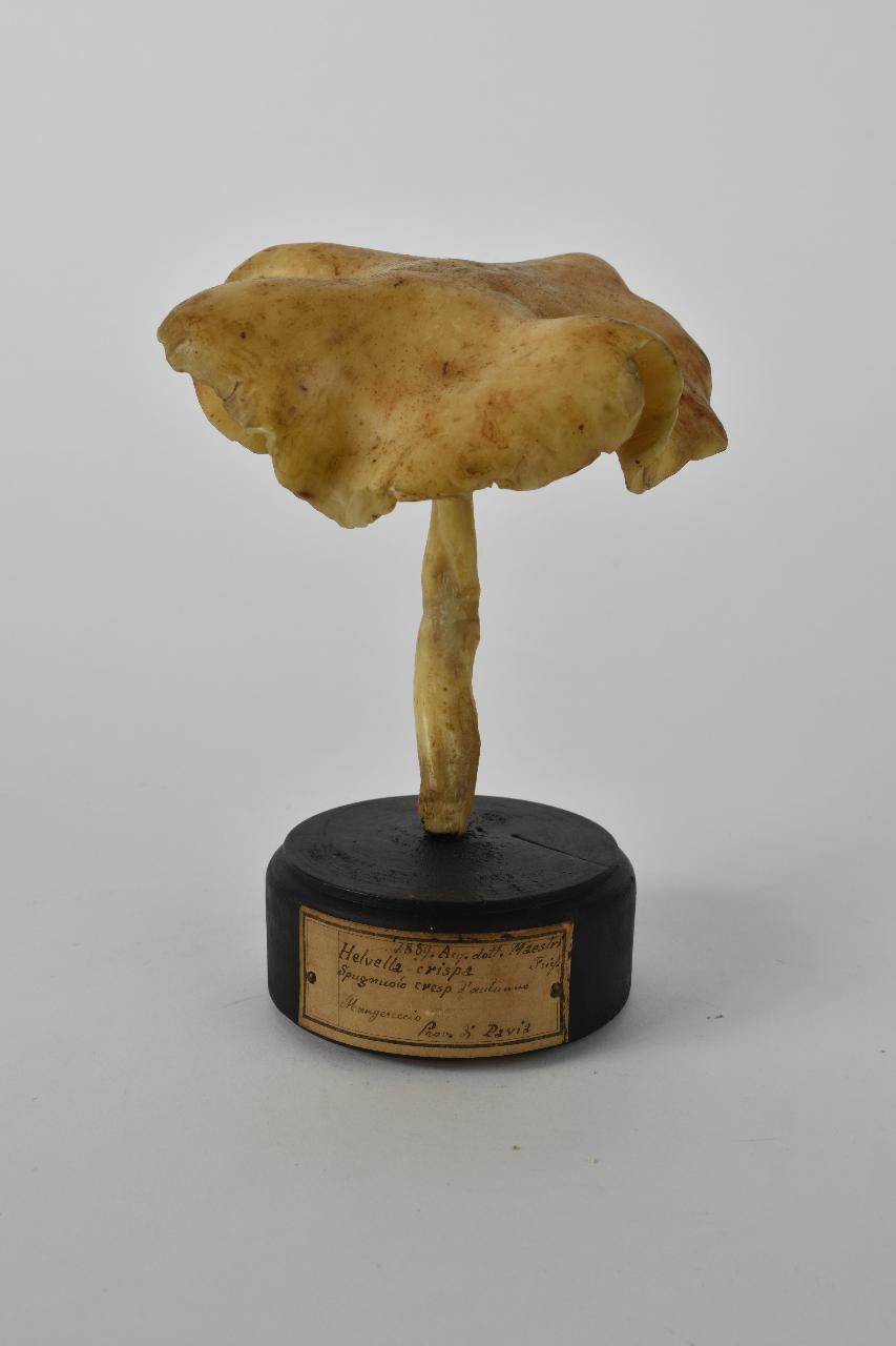 Modello di Maestri, Angelo - produzione ceroplastica ottocentesca (sec. XIX)