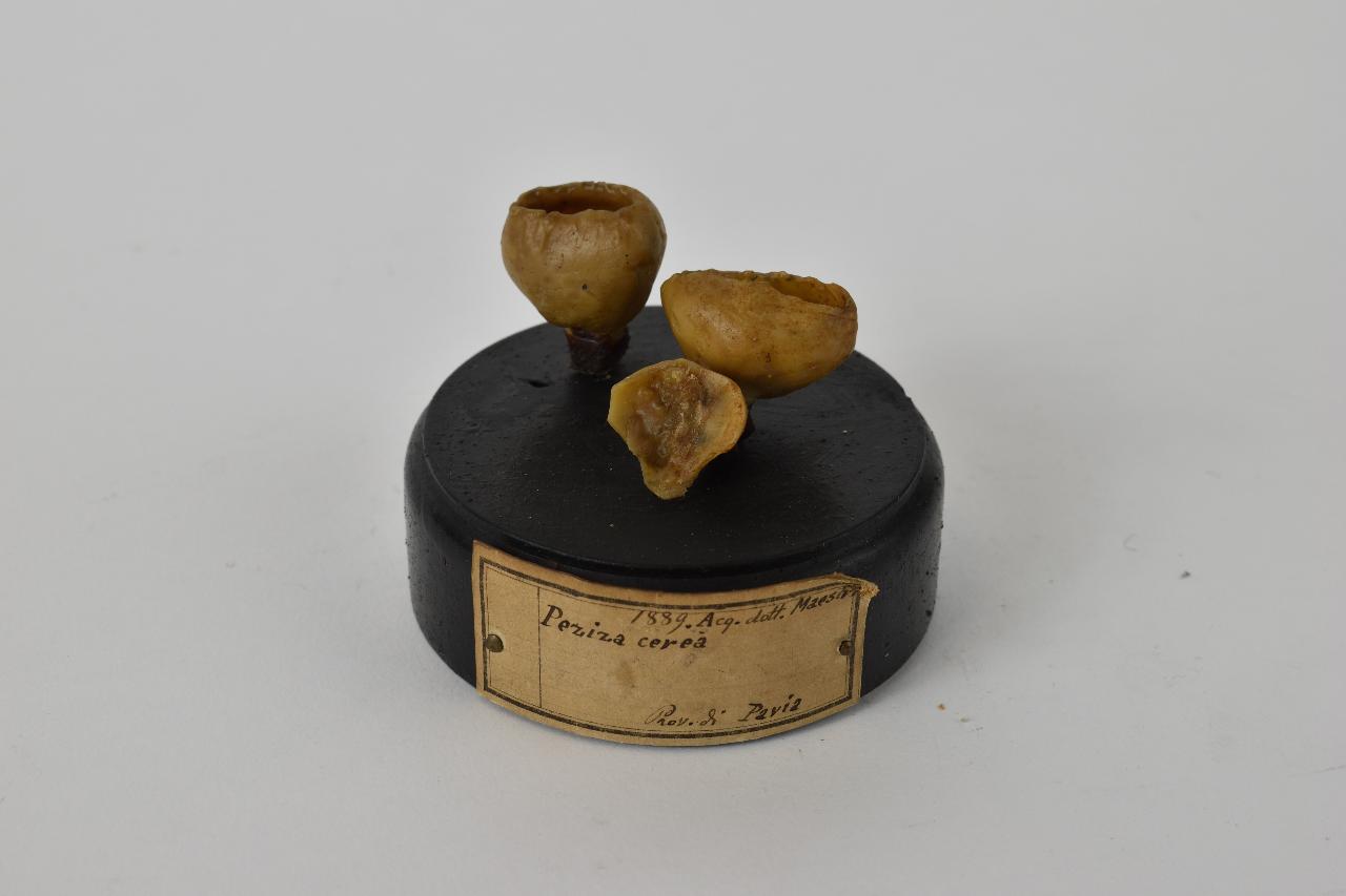 Modello di Maestri, Angelo - produzione ceroplastica ottocentesca (sec. XIX)