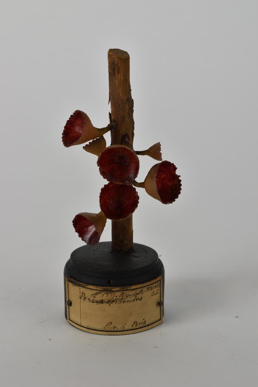 Modello di Maestri, Angelo - produzione ceroplastica ottocentesca (sec. XIX)