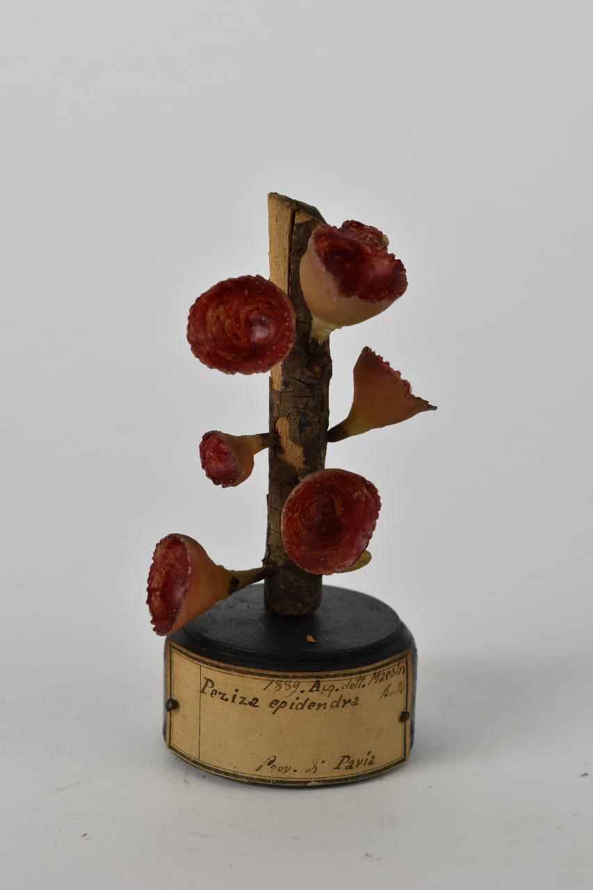 Modello di Maestri, Angelo - produzione ceroplastica ottocentesca (sec. XIX)