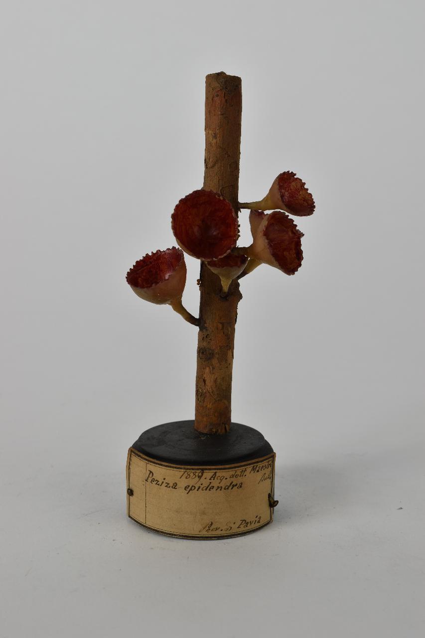 Modello di Maestri, Angelo - produzione ceroplastica ottocentesca (sec. XIX)